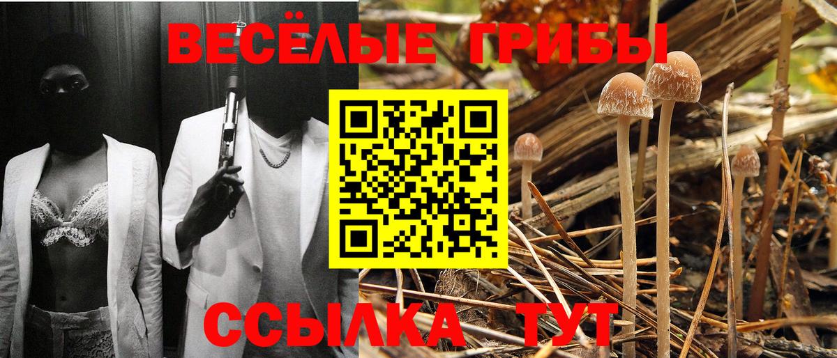 Жуковский  Галлюциногенные грибы мицелий  Вход с VPN  Псилоцибиновые грибы Psilocybine cubensis 